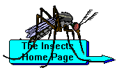 The Insects Home Page